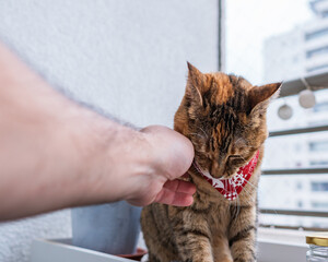 Bengal cat being petted and looking calm and satisfied with a red cravat at the balcony