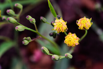 Beautiful spring-blooming close-up of cauliflower and seeds of pockmarked cabbage, a wild herb from North China