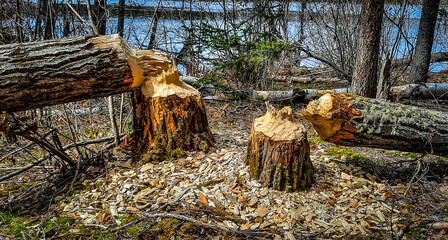 recently cut down by beavers in the boreal forest along the Grass River of Northern Manitoba Canada. © Brian
