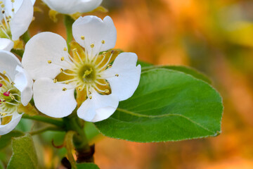 Pear Blossom Mandala 07