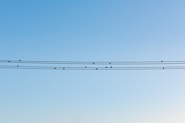 Set of birds on wires over blue sky background.
