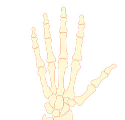 Hand Bones. Left hand bones. Finger bones. 