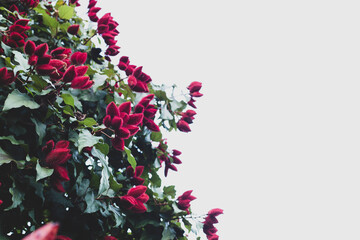 Fototapeta premium fruits of the achiote tree, Bixa orellana, space for text