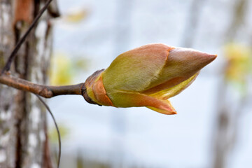 Pignut Hickory Bud 13