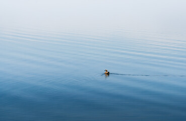 Fototapeta premium ducks in the lake