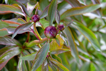 Maroon Peony Flower Bud