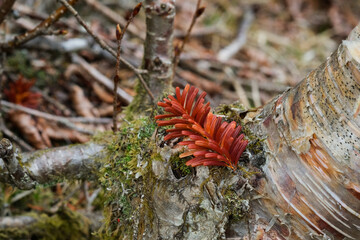 八ヶ岳の森。wooden trail to the deep dark forest in Yatsugatake