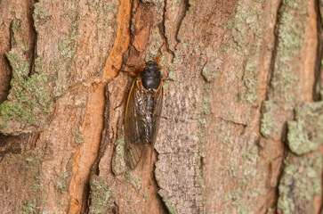 Adult Brood X cicada