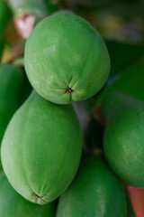 papaya tree with several tropical fruits