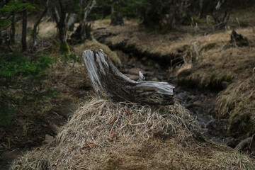 八ヶ岳の森。wooden trail to the deep dark forest in Yatsugatake