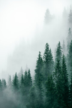 Fototapeta fog in the forest