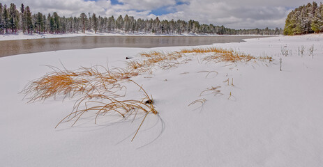 Obraz na płótnie Canvas Snow Covered Marsh Grass at Kaibab Lake AZ.