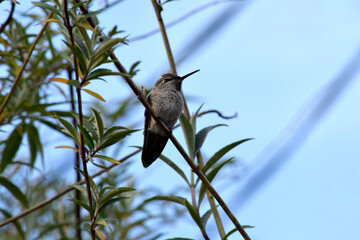 Hummingbird Sits 01