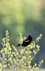 A male red-winged Blackbird (agelaeius phoeniceus) perched in a backlit bush with new green foliage in spring
