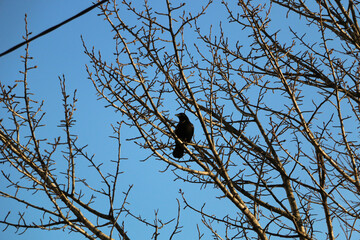 crow on a tree