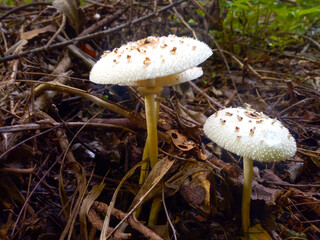 White mushrooms in the forest nature