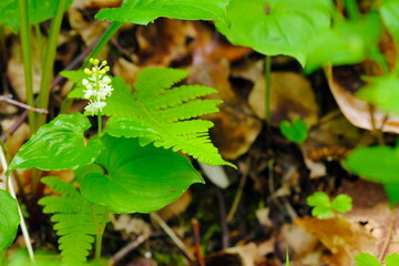 野に咲く花