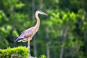 A blue heron standing in a nest in a cypress tree.