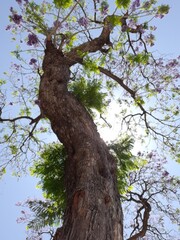 Fototapeta na wymiar tree in spring