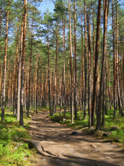 Лес, Приозерск