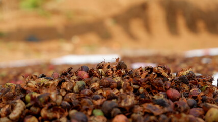 Photo of coffee beans, still raw, drying in bright sunlight