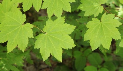 Vine Maple (Acer circinatum) leaves in Ross Lake National Recreation Area, Washington - obrazy, fototapety, plakaty