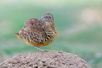 puffy feathers bird while happily standing on high dirt pole among its habitation environment, male of barred bottonquail