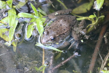 Frog Sitting in a Pond