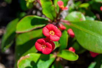 Obraz premium Close up of pink flower