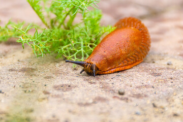 a large red slug crawling along the cobblestones with traces of raindrops in search of food,...