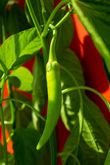 Hot chili pods. Green pepper pod. Hot pepper on a branch.