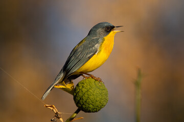 Pajarito cantor