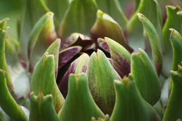 Artichoke in Garden With Blurred Green Plant Background