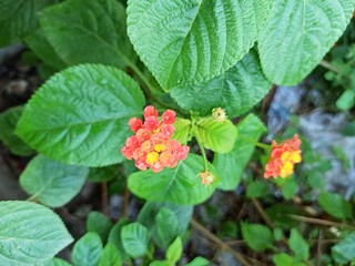 wild strawberry on a bush