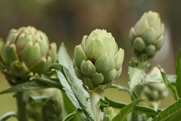 Artichoke in Garden With Blurred Green Plant Background