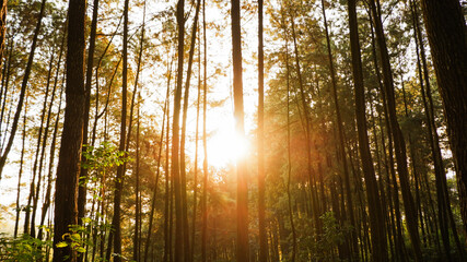 Fototapeta premium Photos of natural landscapes in forests and rice fields that look very fresh