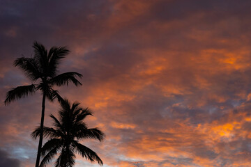 Tropical Sunset With Palm Tree silhouette with dramatic clouds. Vacation and travel concept.