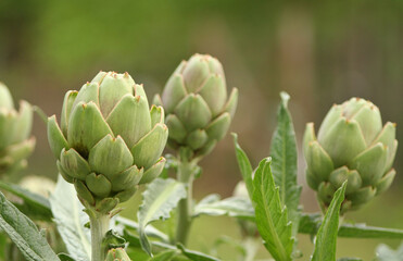 Obraz premium Artichoke in Garden With Blurred Green Plant Background