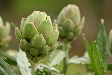 Fototapeta premium Artichoke in Garden With Blurred Green Plant Background