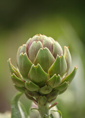 Fototapeta premium Artichoke in Garden With Blurred Green Plant Background