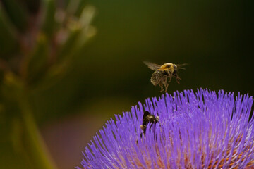 Blooming Purple Artichoke Growing in Garden Shallow DOF