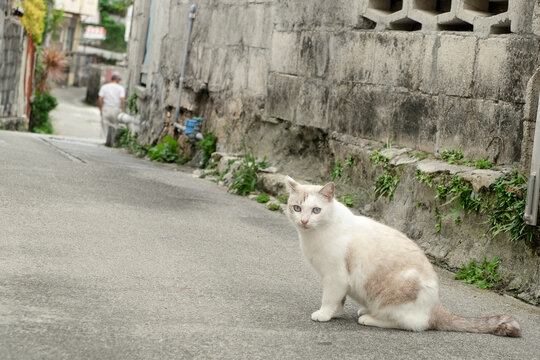 沖縄の路地裏の猫 stray cat in Okinawa,Japan