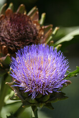 Blooming Purple Artichoke Growing in Garden Shallow DOF