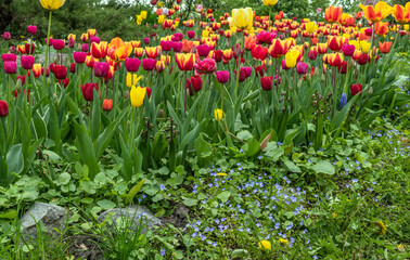 Planted blooming tulips in springtime. Herbaceous bulbous plant.