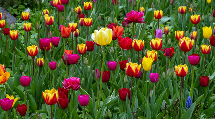 Fototapeta na wymiar Planted blooming tulips in springtime. Herbaceous bulbous plant.