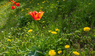 Blooming tulips are a herbaceous bulbous plant and yellow dandelions on the hillside.
