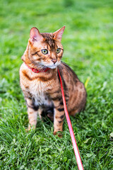 Naklejka na ściany i meble Bengal cat with a leash walking around the yard. Cute cat in harness on the green grass. Pets walking outdoors.