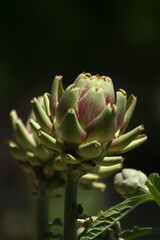 Artichoke in Garden With Blurred Green Plant Background