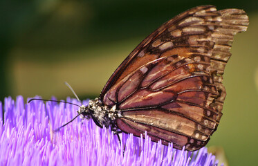 Blooming Purple Artichoke in Garden With Butterfly