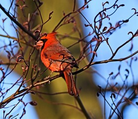 cardinal on a branch